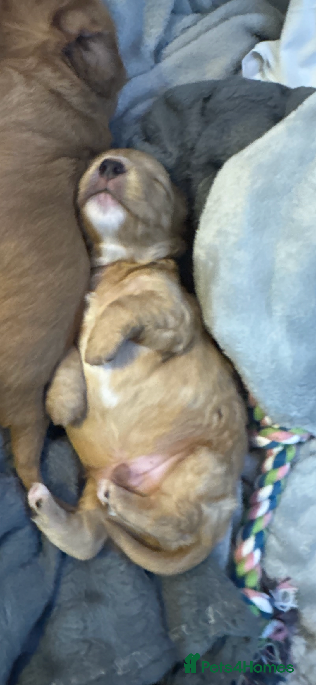 Mixed Breed dogs for sale: Show Cocker X Miniature dachshund Puppies - Image 10