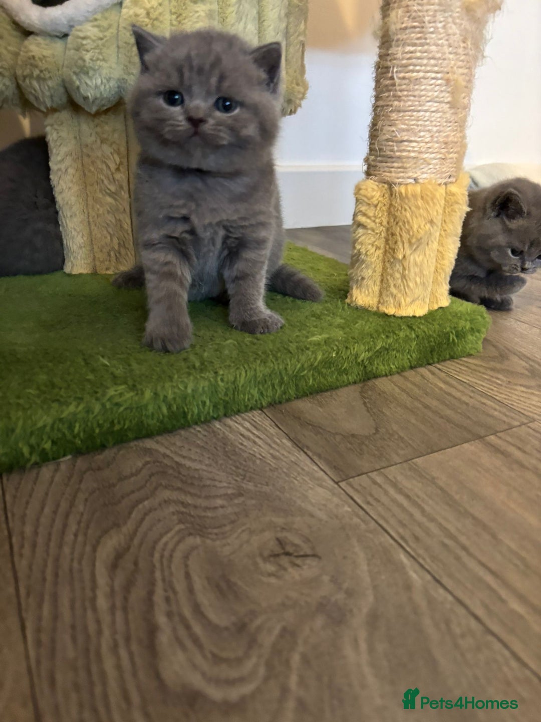 British Shorthair cats for sale: 🧸✨6 Chunky British Shorthair Kittens For Sale✨🧸 - Advert 18