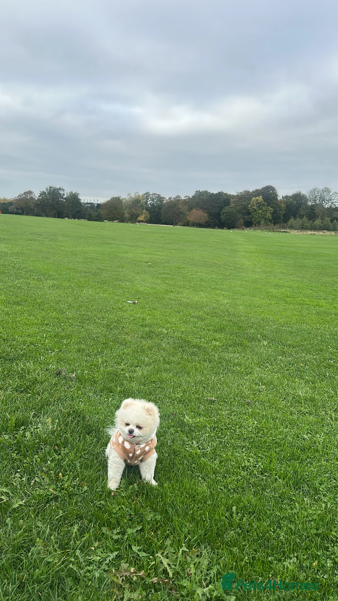 Pomeranian dogs for stud: Teddy  - Advert 2