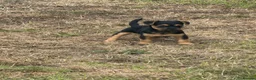 Jackapoo dogs for sale: Jackapoo puppies for sale  in Cranbrook - Advert 4