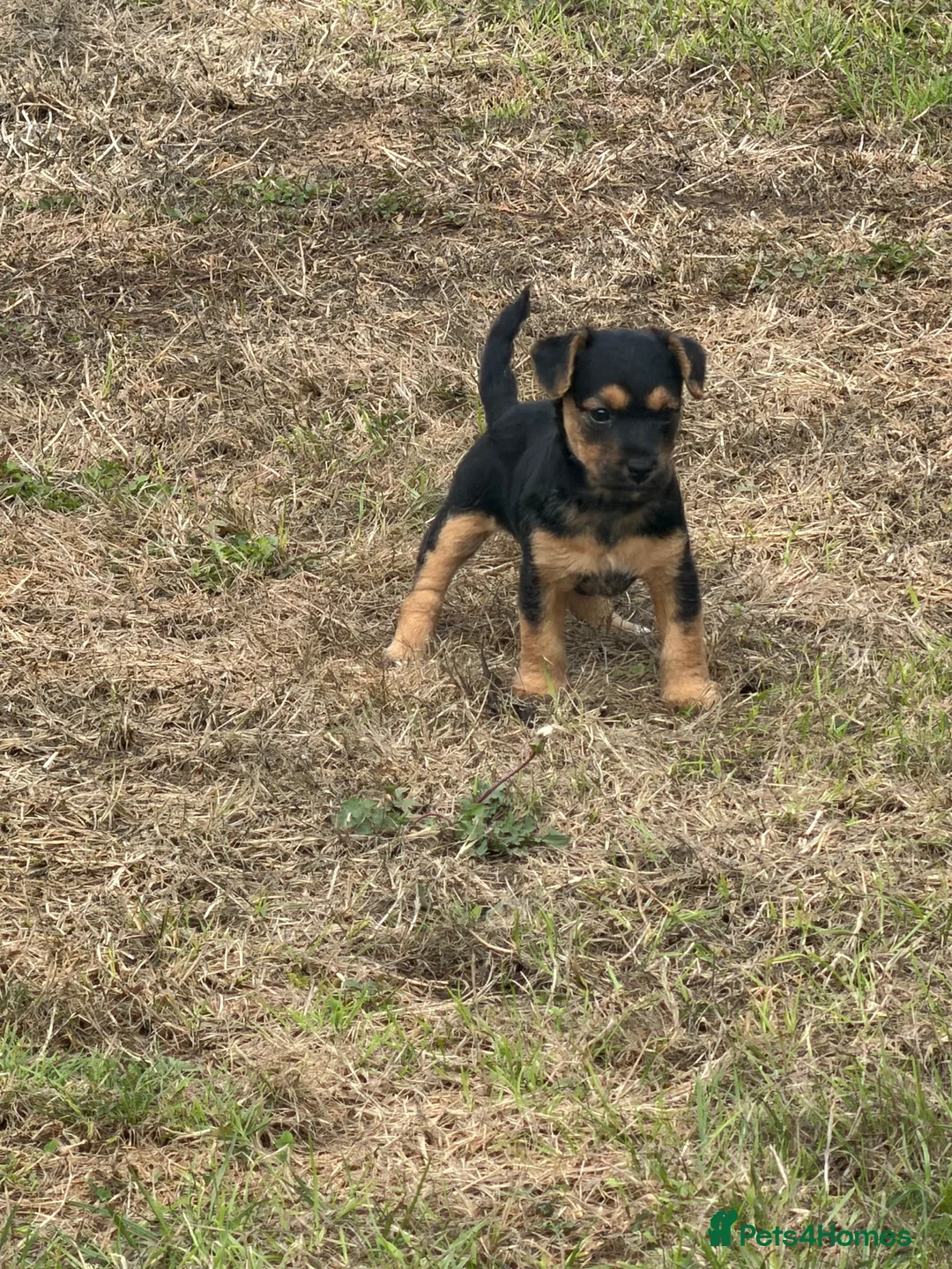 Jackapoo dogs for sale: Jackapoo puppies for sale  in Cranbrook - Advert 4