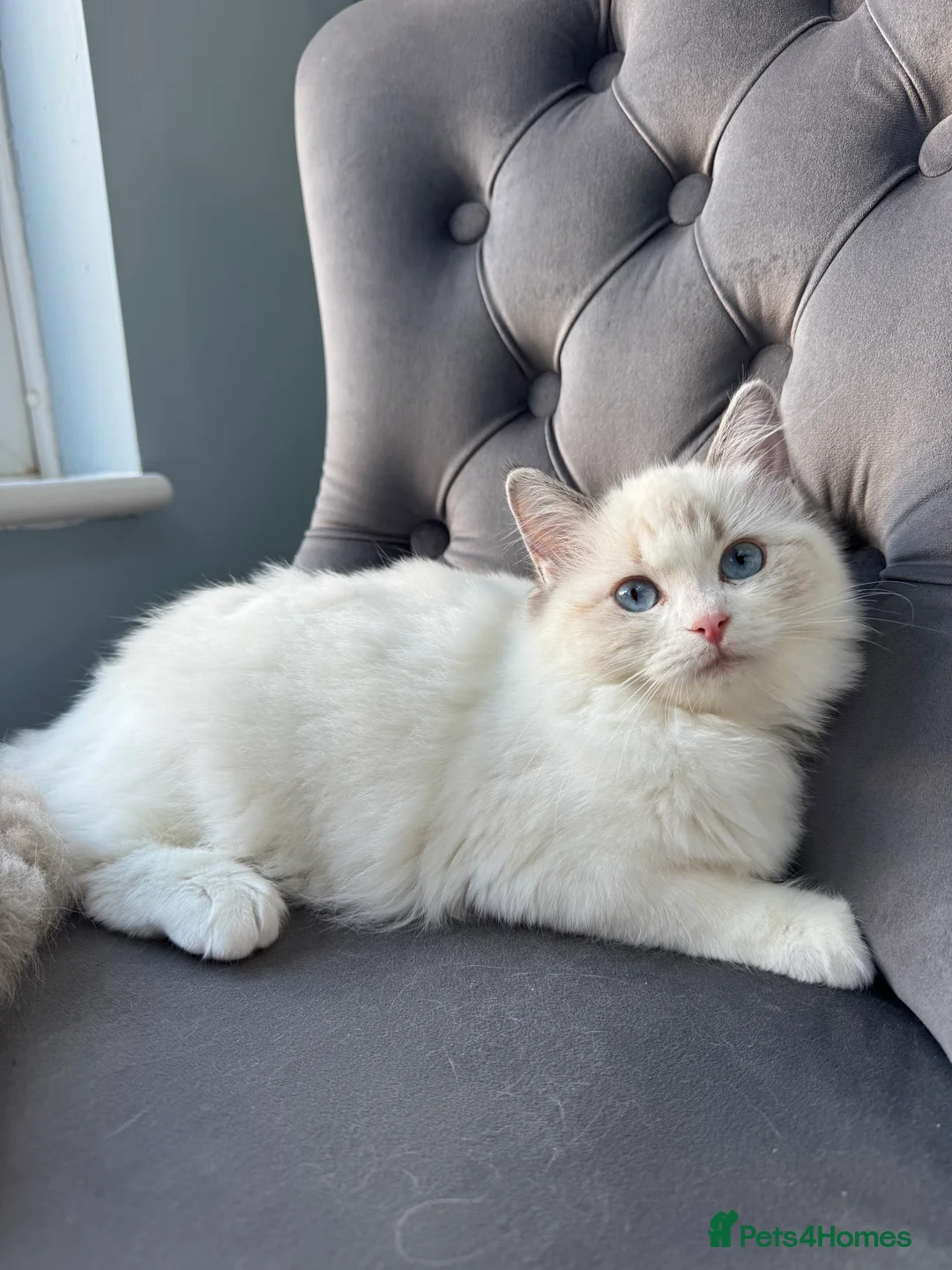 Ragdoll cats for sale: Pure Ragdoll Kitties available ✨ - Advert 2