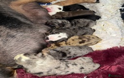 English Bulldog dogs for sale: English Bulldog - Image 21