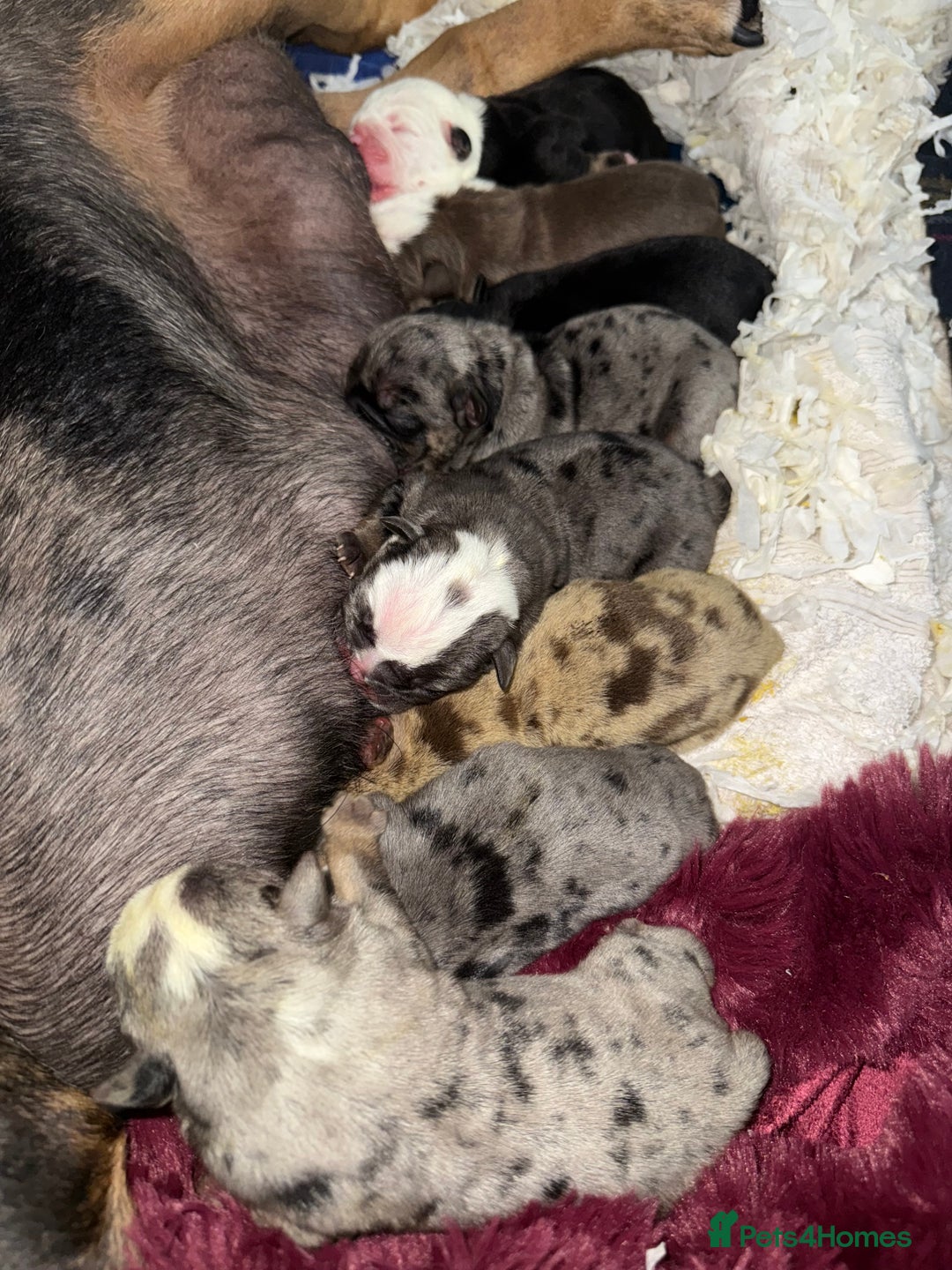 English Bulldog dogs for sale: English Bulldog - Image 21