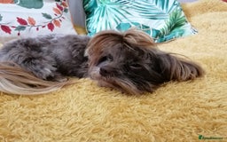 Yorkshire Terrier dogs for adoption: 💙🐶 COCO 🐶💙 - Image 6