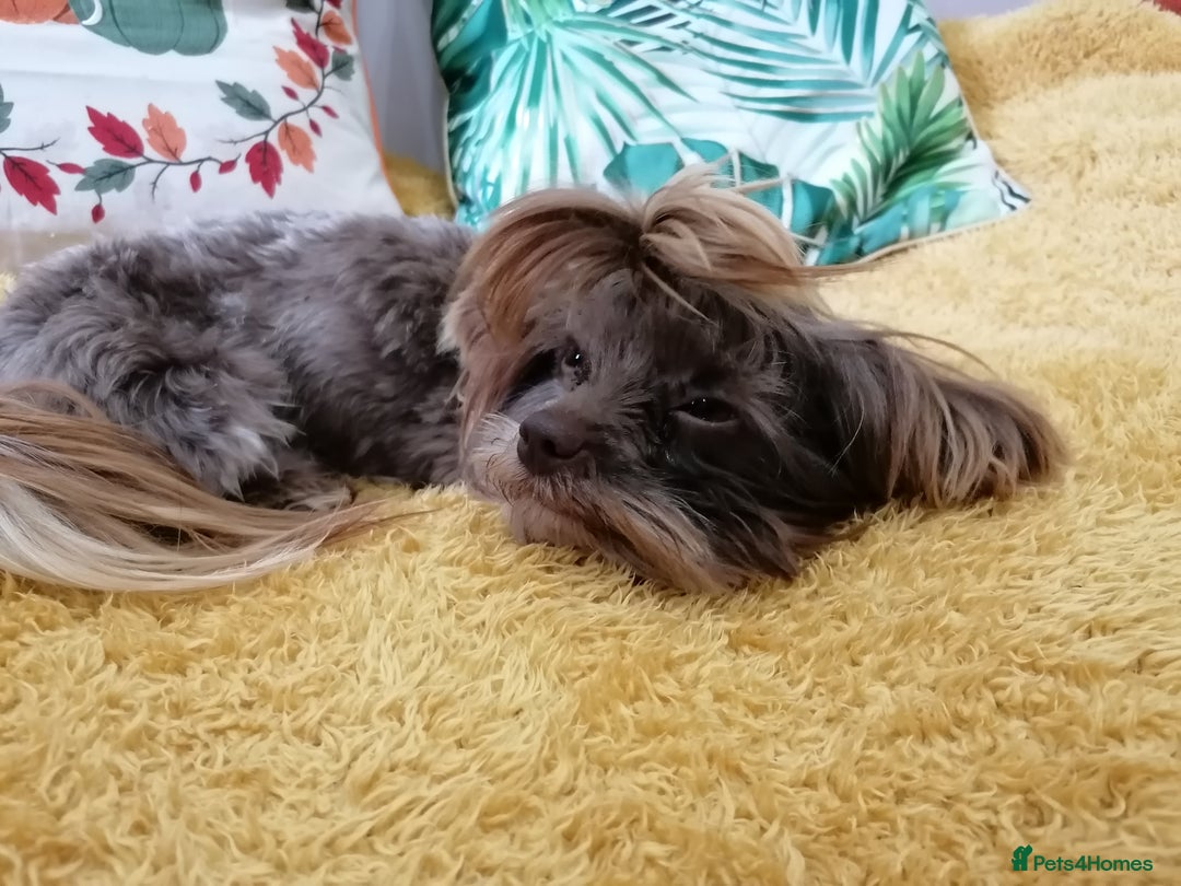 Yorkshire Terrier dogs for adoption: 💙🐶 COCO 🐶💙 - Image 6