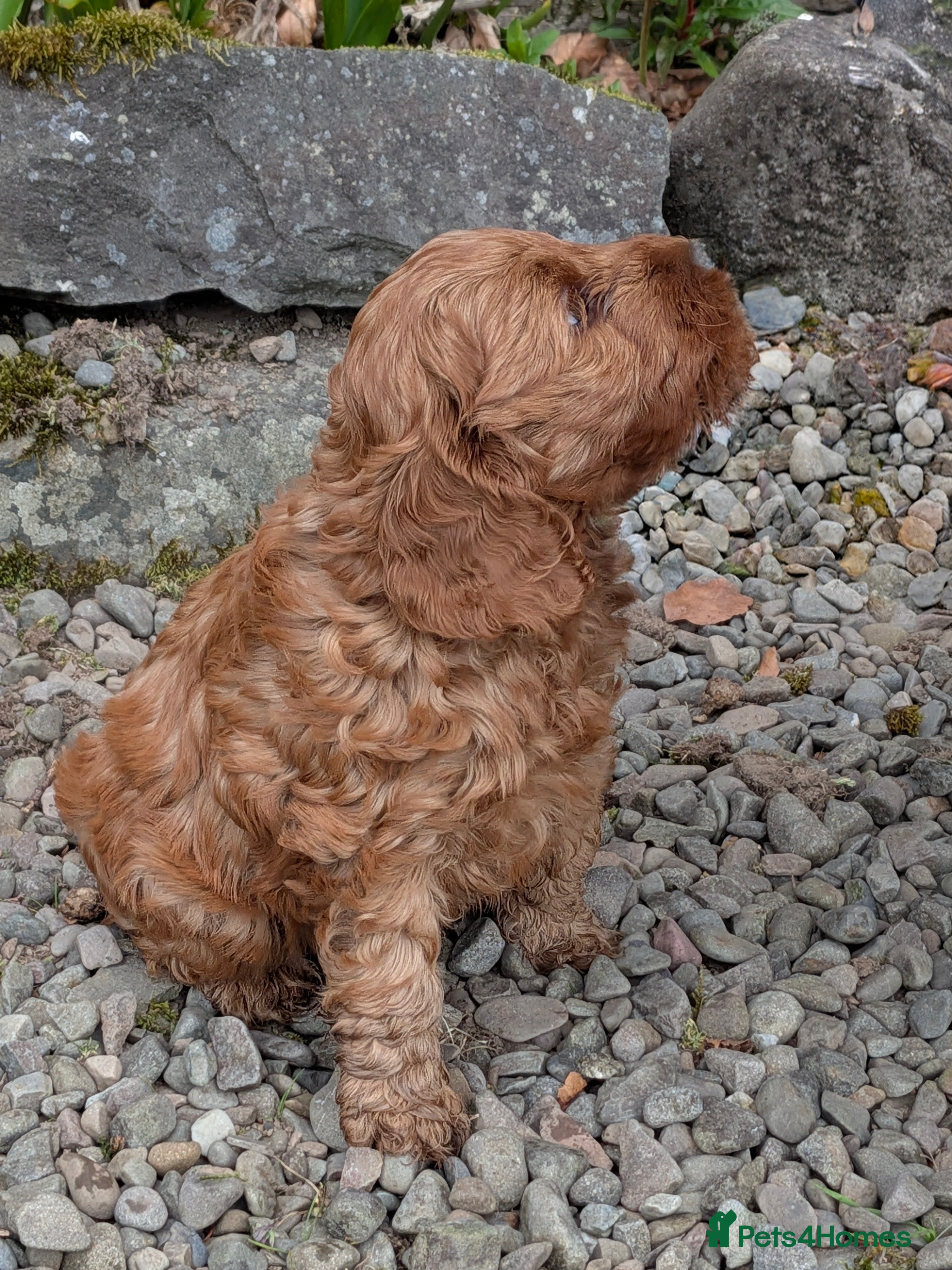 Cockapoo dogs Adorable F1b Red Cockapoos  - Advert 2