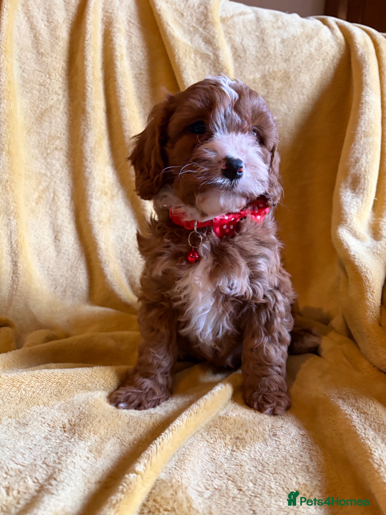 Cavapoo dogs Hypoallergenic F1 type Cavapoo Pups(Dad PRA Clear) - Advert 2