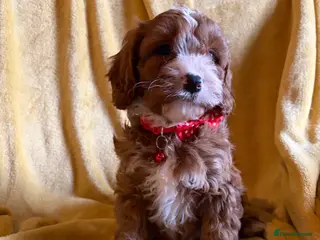 Cavapoo dogs Hypoallergenic F1 type Cavapoo Pups(Dad PRA Clear) - Advert 2