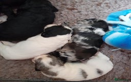 Sprocker dogs for sale: Gorgeous Sprocker pups.  - Image 3