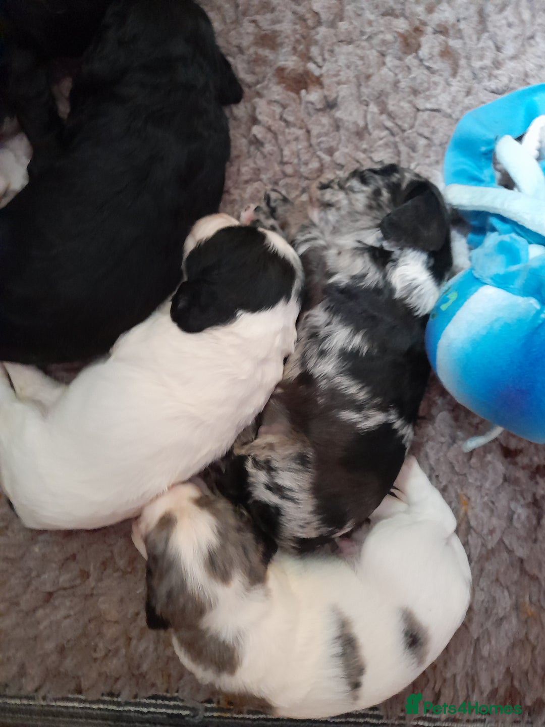 Sprocker dogs for sale: Gorgeous Sprocker pups.  - Image 3