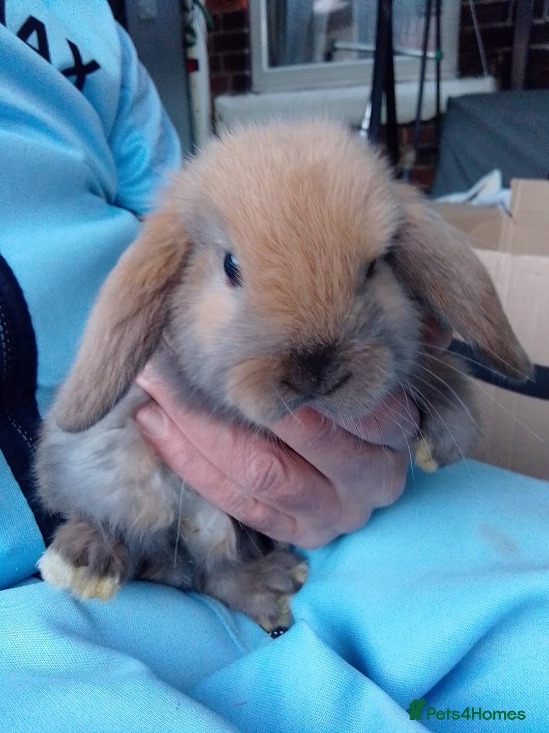 Mini Lop rabbits for sale: Beautiful Mini Lops ready on 14/12 - Advert 20