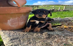 Huntaway dogs for sale: CHUNKY HUNTAWAY PUPPIES FOR SALE  - Image 7