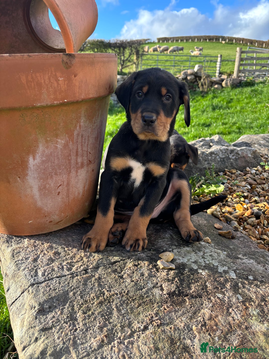 Huntaway dogs for sale: CHUNKY HUNTAWAY PUPPIES FOR SALE  - Image 7