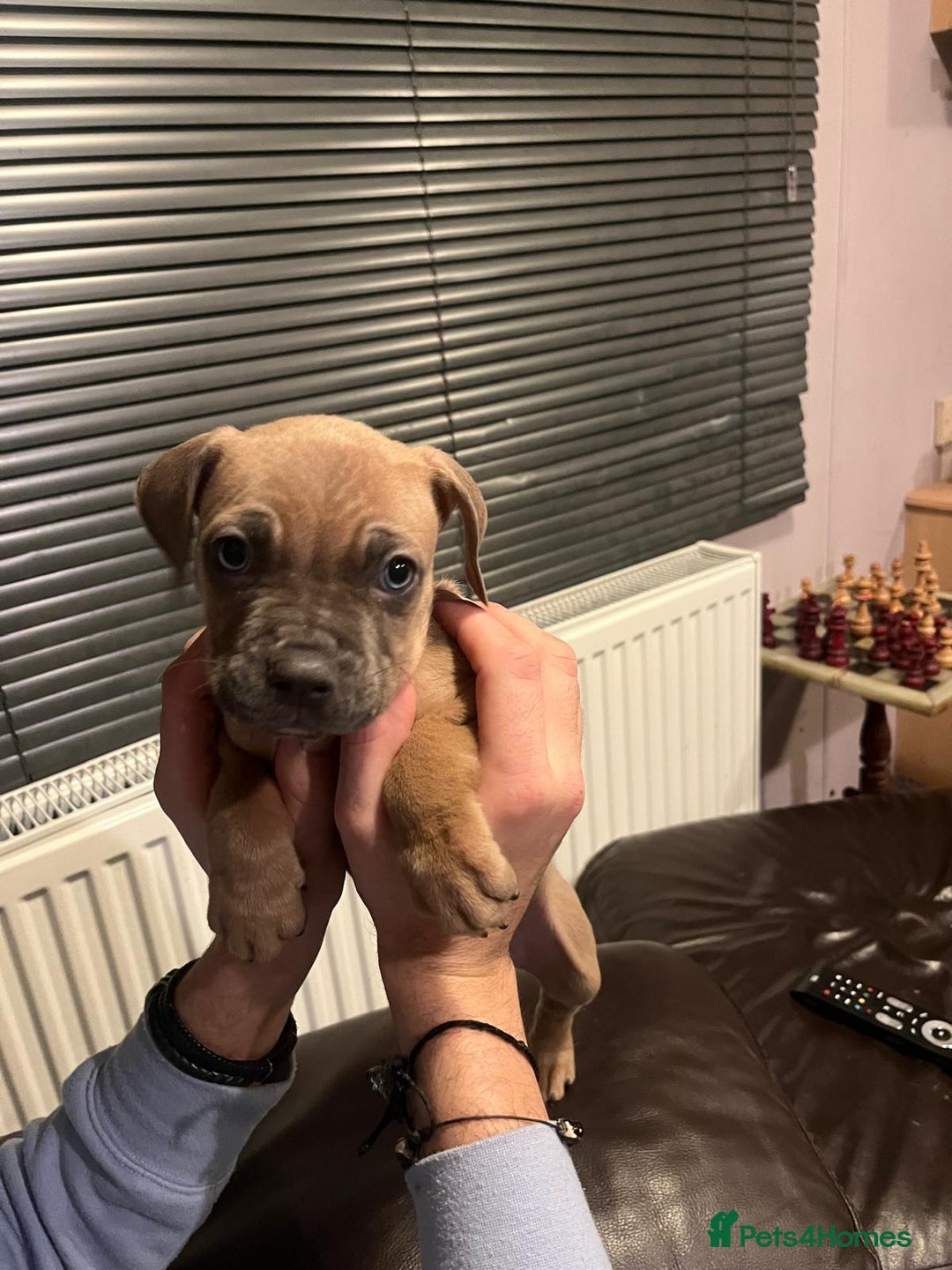 Mixed Breed dogs for sale: Boxer/Staff/Cane Corso Puppies for Sale - Advert 21