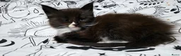 Maine Coon cats for sale: Maine Coon kittens for sale £1000 - Advert 17