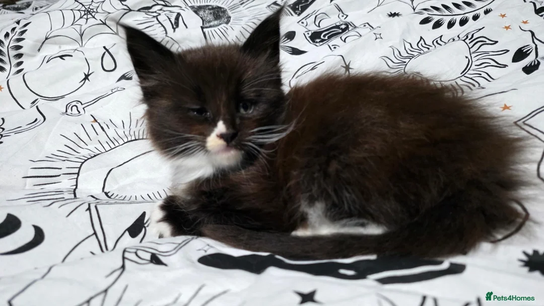 Maine Coon cats for sale: Maine Coon kittens for sale £1000 - Advert 17