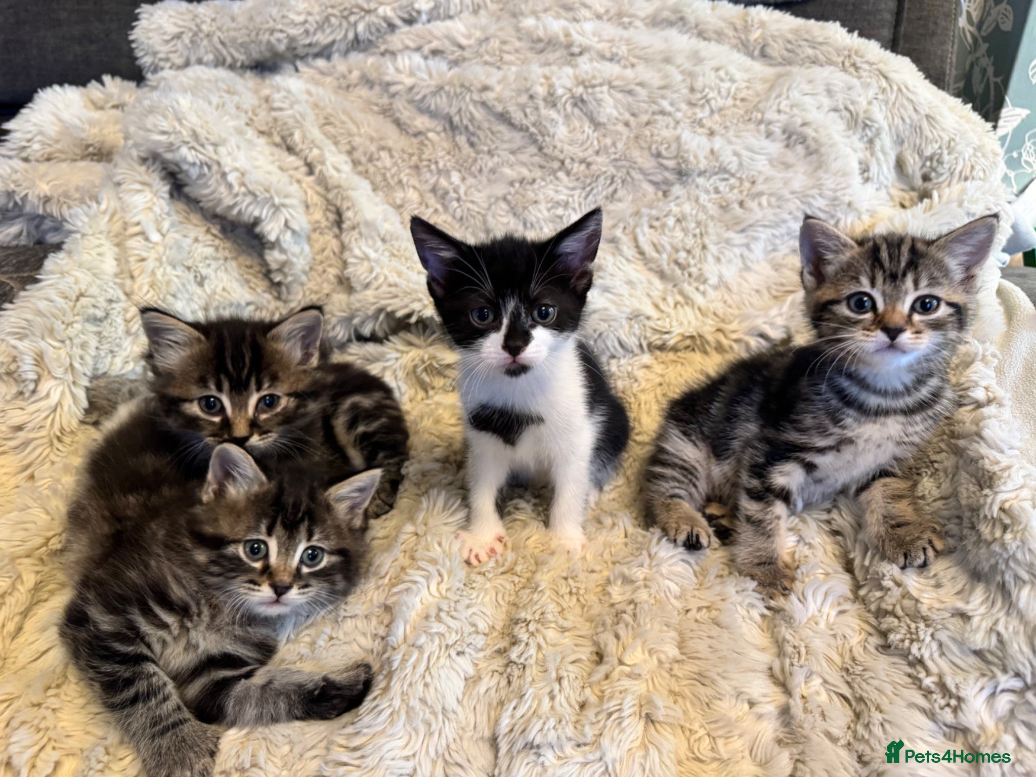 Mixed Breed cats 4 Beautifully marked mixed bread kittens  - Advert 1