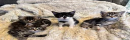 Mixed Breed cats for sale: 4 Beautifully marked mixed bread kittens  in Cardiff - Advert 1