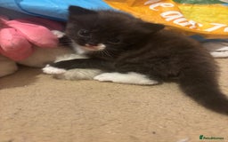 Domestic Shorthair cats for sale: 1 fluffy male kitten - Image 2