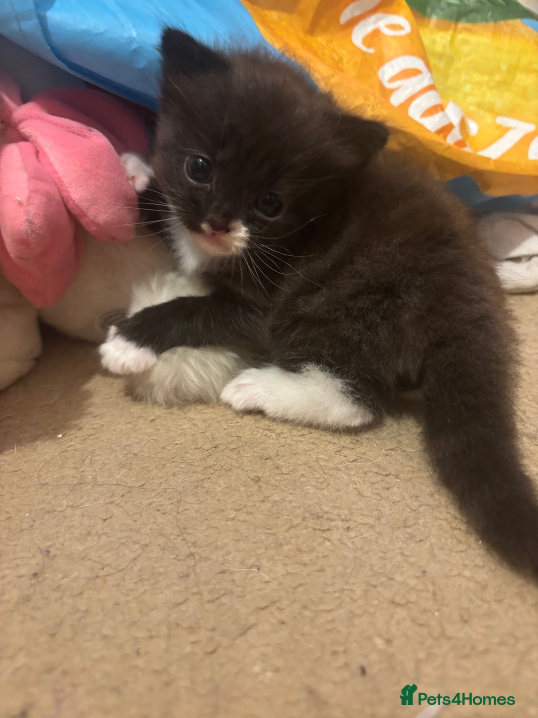 Domestic Shorthair cats for sale: 1 fluffy male kitten - Image 2