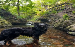 Mixed Breed dogs for sale: Rufty - Image 6