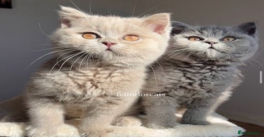British Shorthair cats - Advert 5