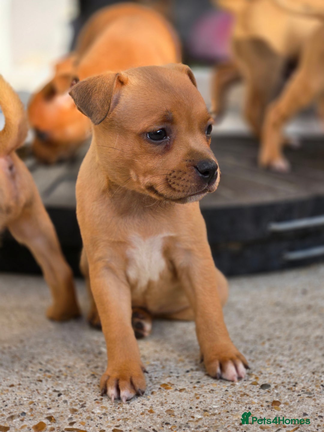 Staffordshire Bull Terrier dogs for sale: !READY NOW! KC Reg Quality Red Staffy Puppies  - Image 27
