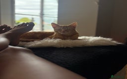 Bengal cats for sale: Bengal Kitten  - Image 7