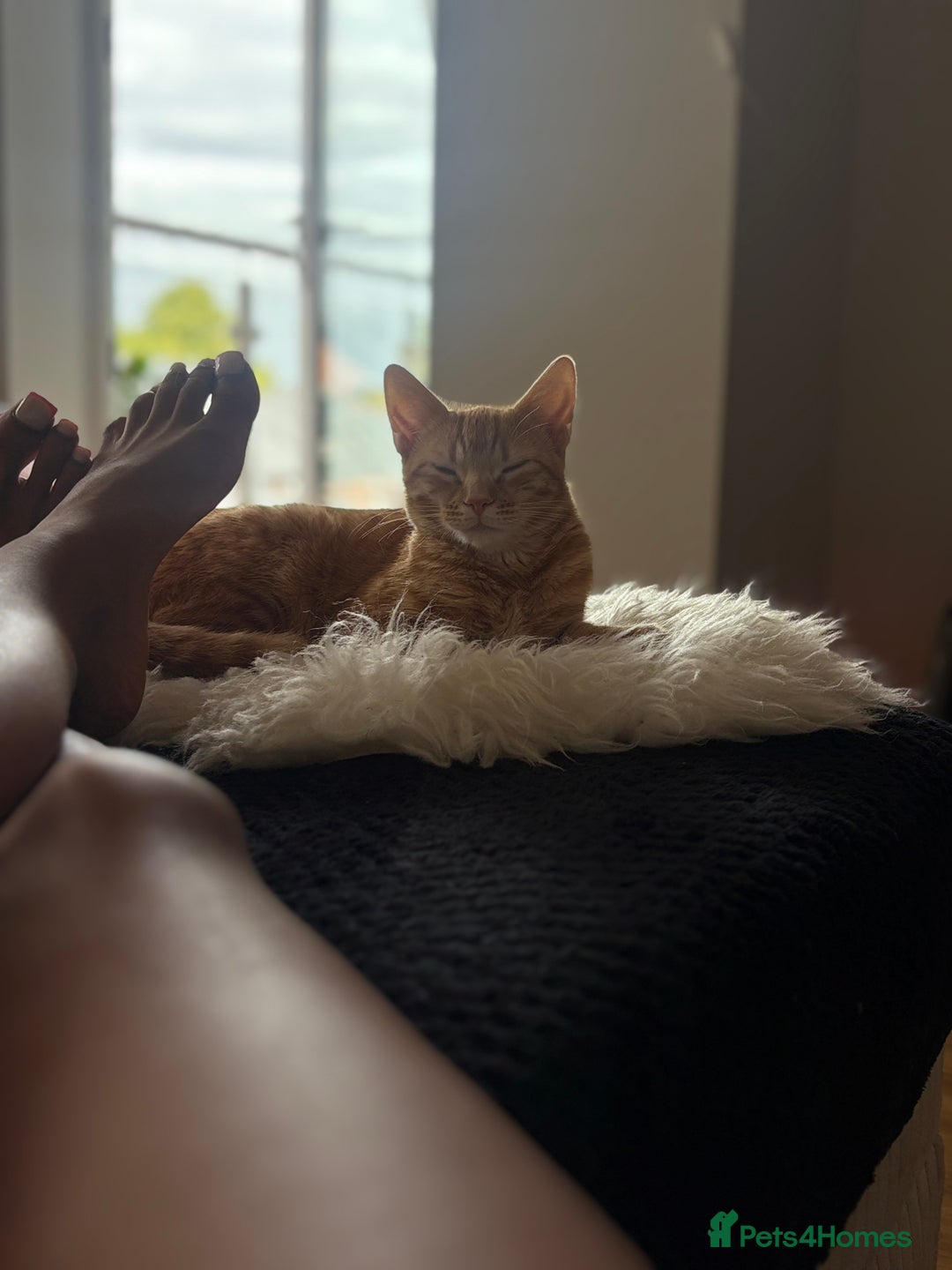 Bengal cats for sale: Bengal Kitten  - Image 7