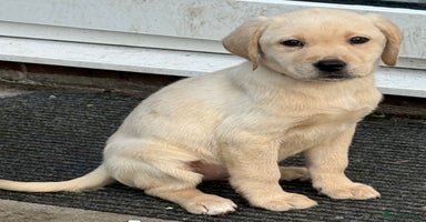 Labrador Retriever dogs - Advert 2