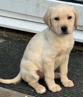 Labrador Retriever dogs - Advert 2