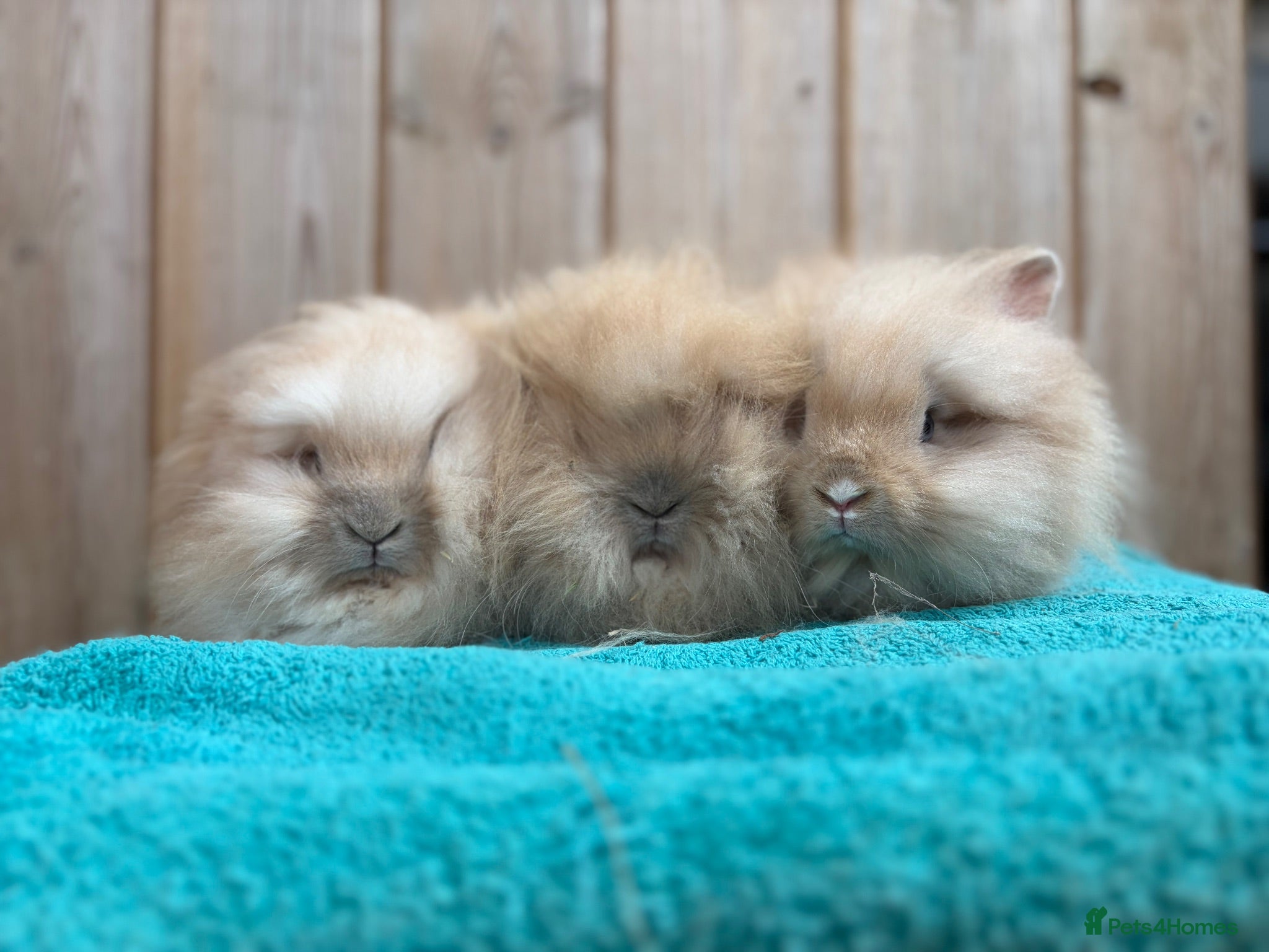 Mini Lop rabbits Lionhead Babies Ready to leave  - Advert 2