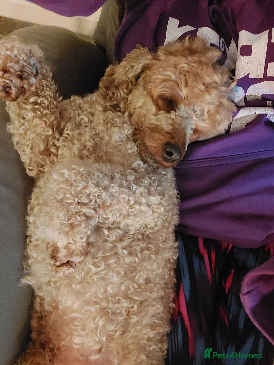 Miniature Poodle dogs for stud: KC Reg Red Miniature Poodle for stud in Preston - Advert 4