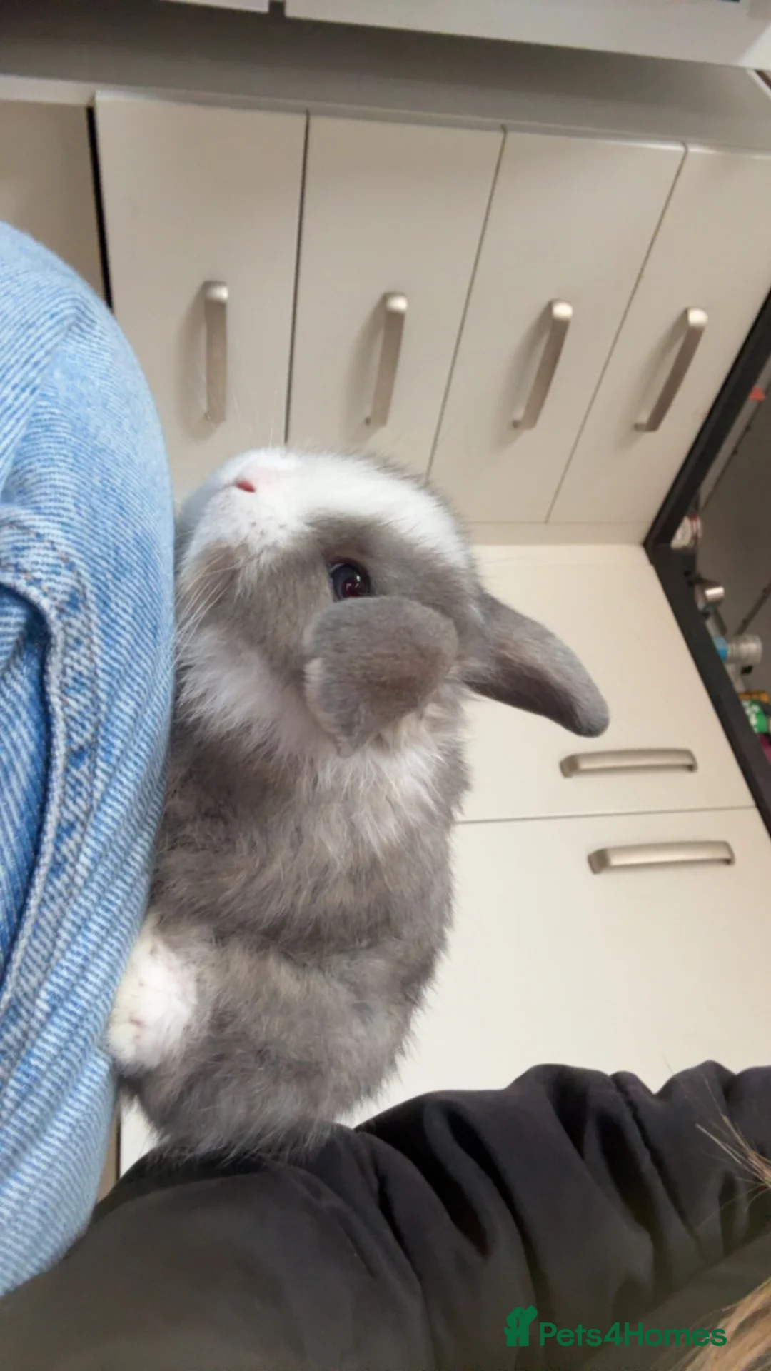 Mini Lop rabbits for sale: Pure breed mini lops available now  - Advert 7