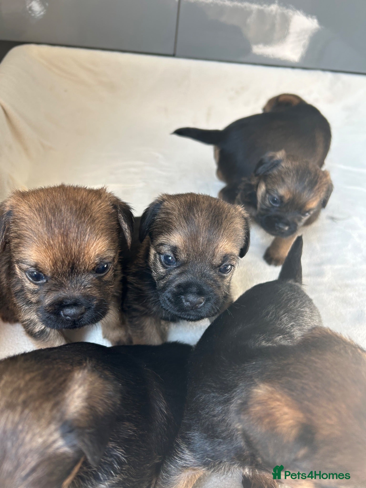 Border Terrier dogs Border terrier puppies - Advert 1