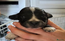 Mixed Breed dogs for sale: Spaniel Collie Cross Puppies  - Image 18