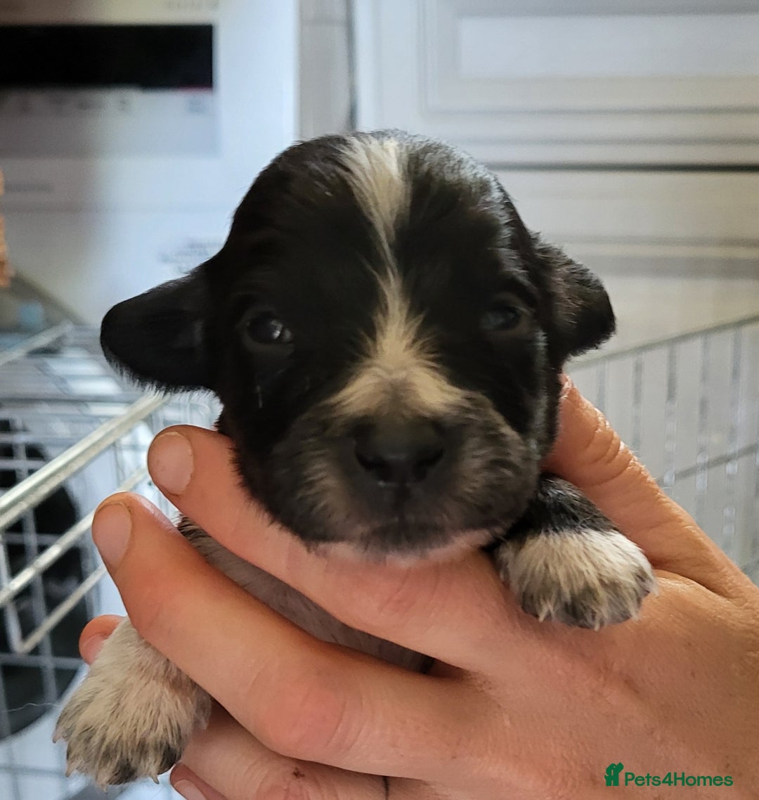 Mixed Breed dogs for sale: Spaniel Collie Cross Puppies  - Image 18