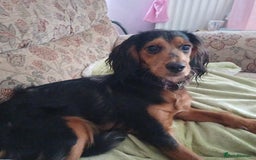 Mixed Breed dogs for sale: This is Snowy in kings lynn  in King's Lynn - Image 3
