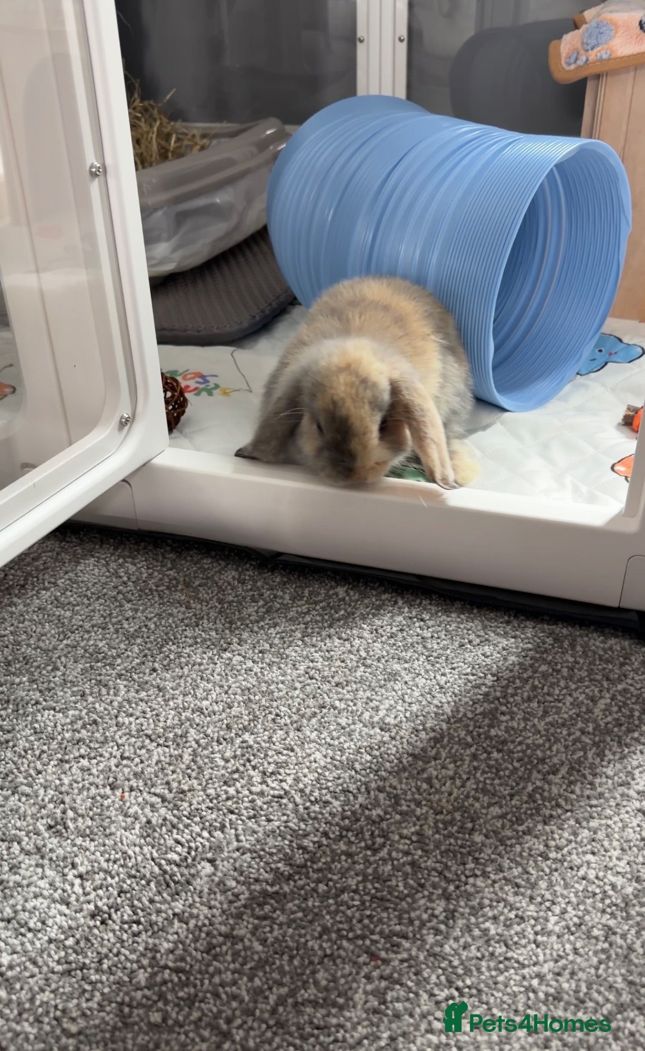 Mini Lop rabbits Male mini lop (read description)  - Advert 2