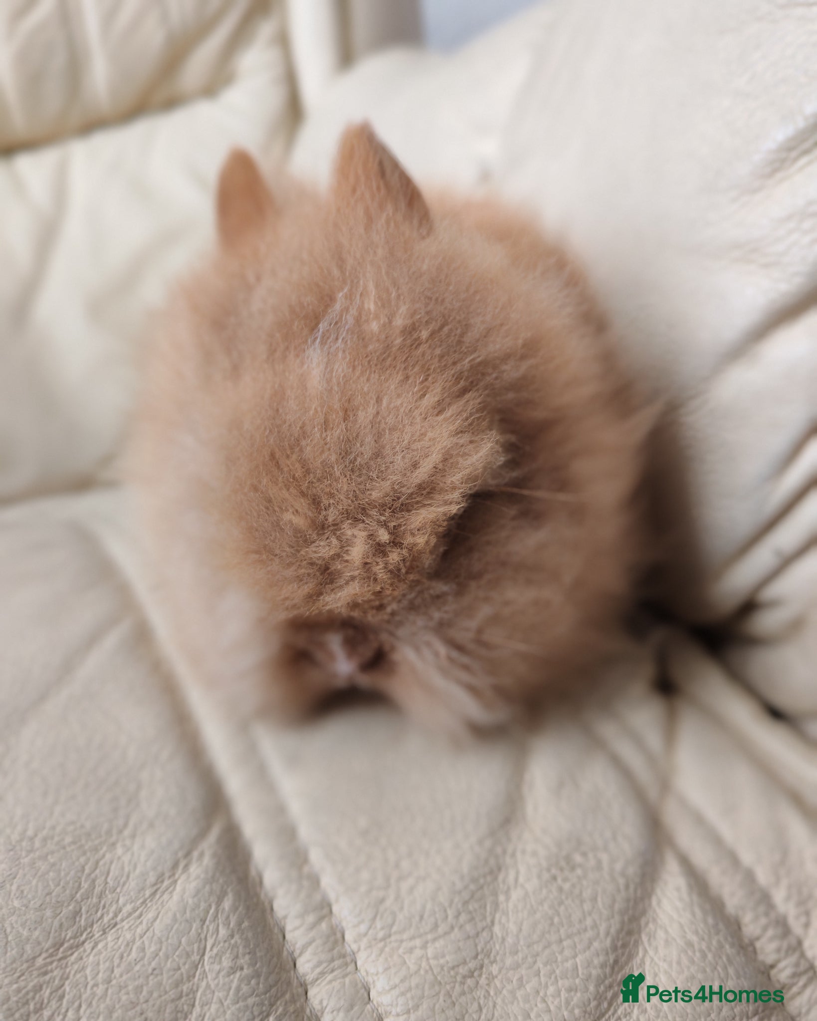 Lionhead rabbits Last Double Maned very fluffy lion head remaining  - Advert 2
