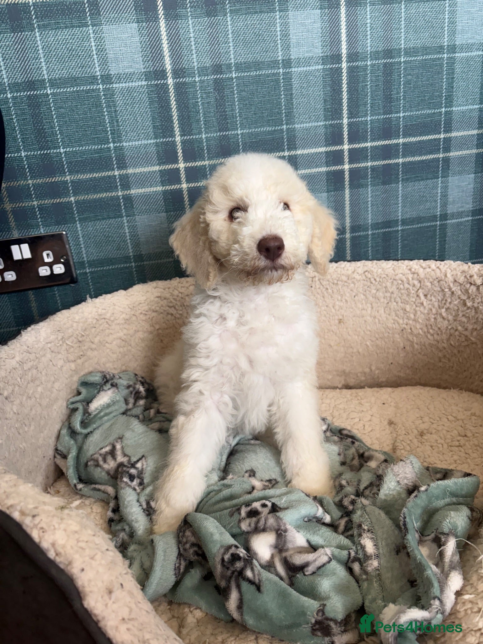 Bernedoodle dogs Stunning bernedoodle puppies 1 boy left - Advert 2