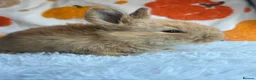Continental Giant rabbits for sale: Continental giants  - Advert 6