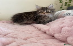 Maine Coon cats for sale: Maine Coon Cross Female Kitten  - Image 12