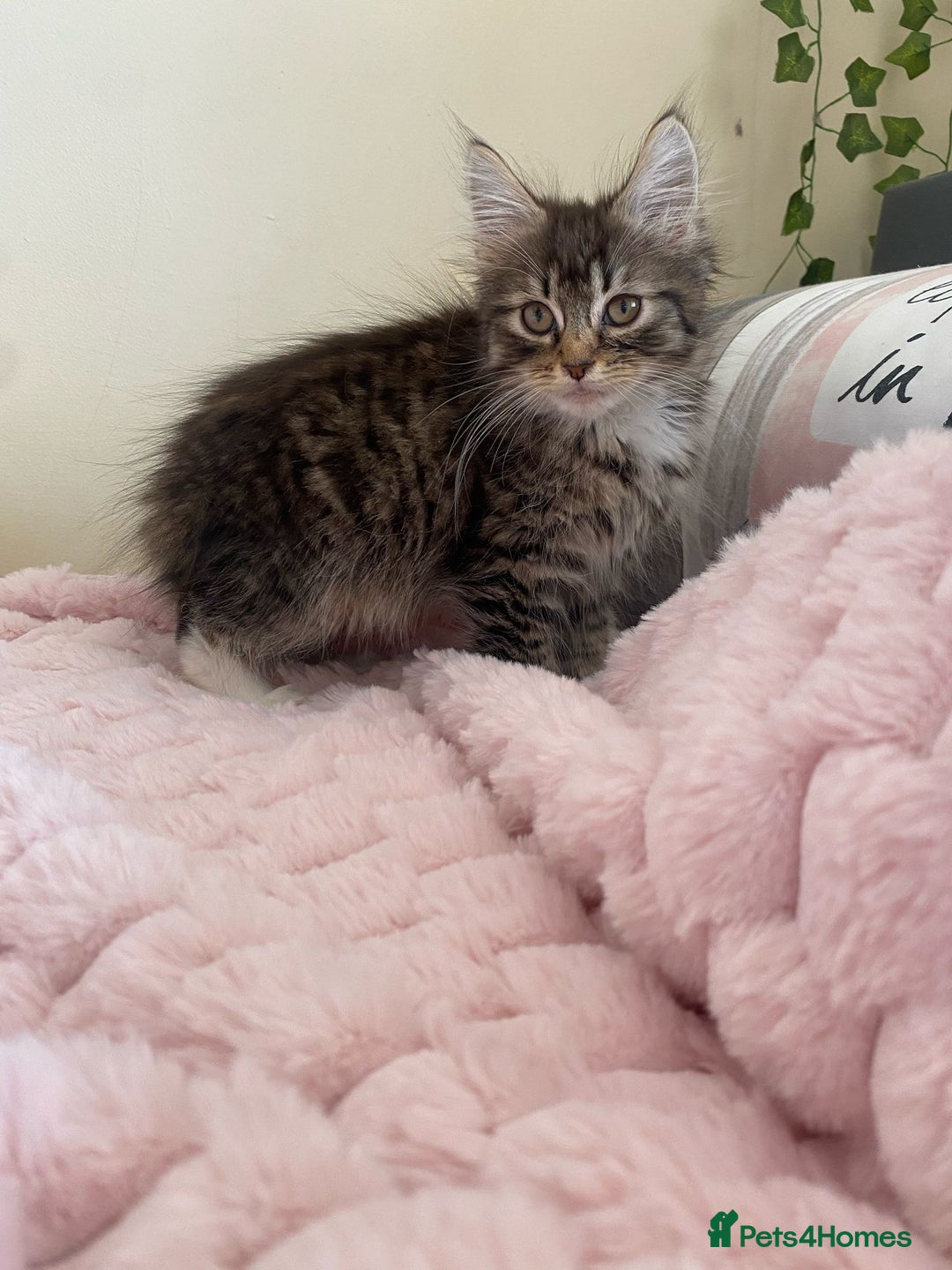 Maine Coon cats for sale: Maine Coon Cross Female Kitten  - Image 12