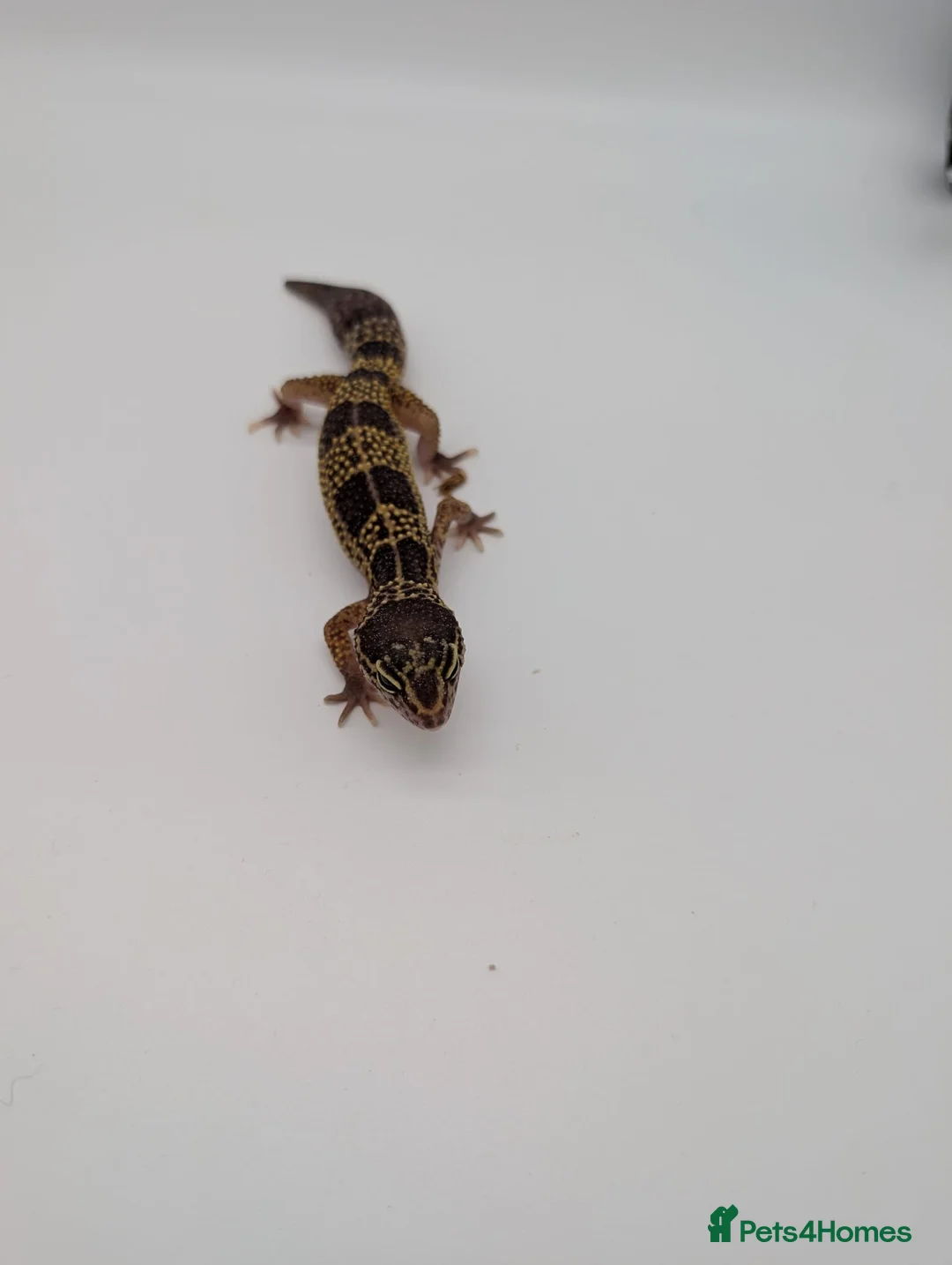 Leopard Gecko reptiles for sale: Black Night Cross Leopard Gecko  - Advert 39