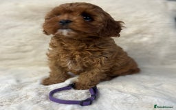 Cavapoo dogs for sale: ⭐️⭐️⭐️⭐️⭐️Licensed-F1 Toy Cavapoo Puppies - Image 4