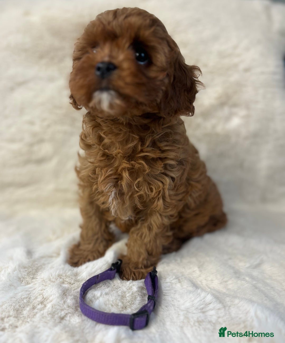 Cavapoo dogs for sale: ⭐️⭐️⭐️⭐️⭐️Licensed-F1 Toy Cavapoo Puppies - Image 4