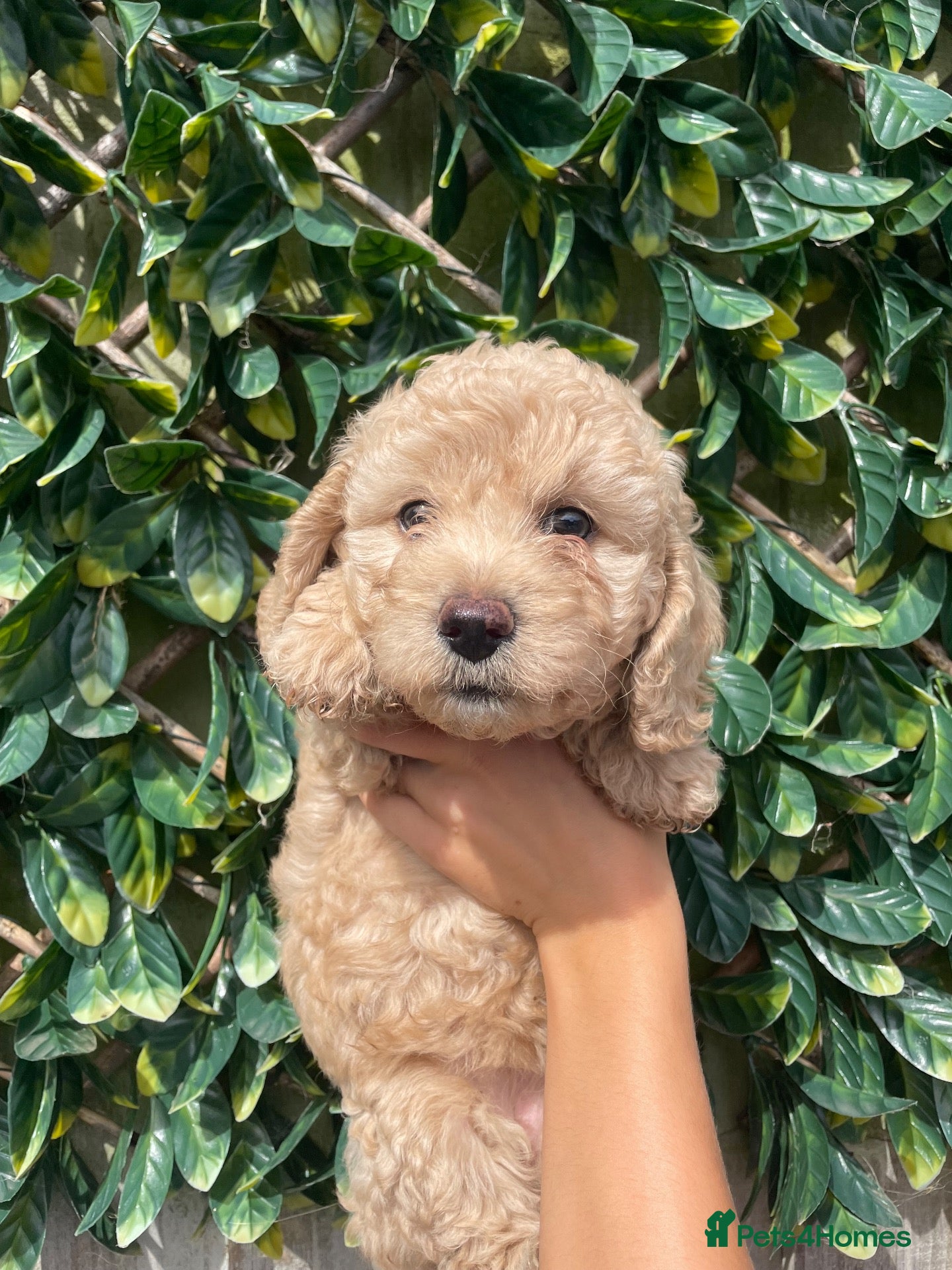 Mixed Breed dogs Beautiful Cavapoochon puppies - Advert 2