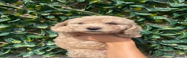 Melon